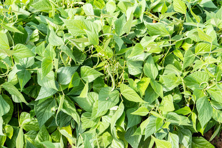 growing green beans in a permaculture garden in summer
