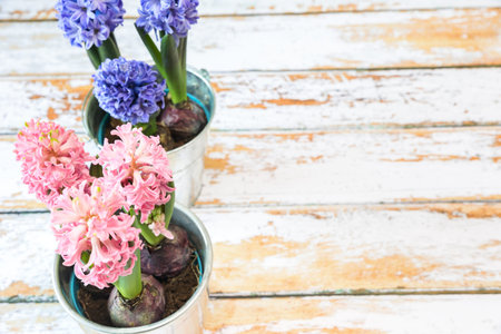 blooming blue and pink hyacinth bulbs in a pretty metal pot.