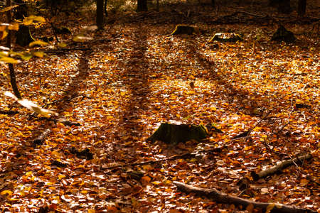 beech forest in autumn with its pretty golden colorsの写真素材
