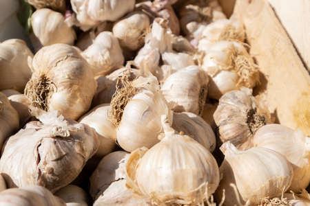 organic white garlic on a display at a small farmers marketの写真素材