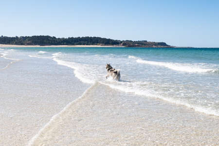 Malamute or Husky dog playing in the waves of a large beach in Brittany in summerの写真素材