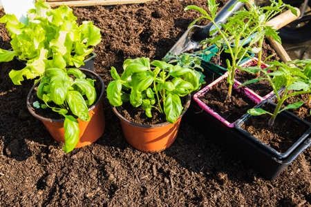 pots of young vegetable plants for transplanting in the garden in spring.の写真素材