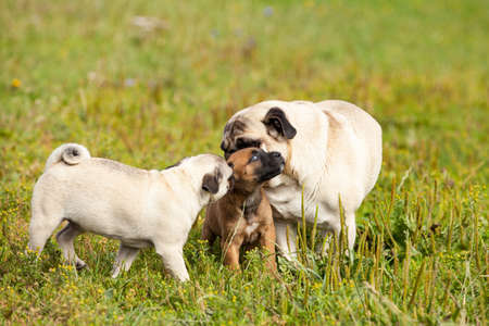 cute bastard malinois puppy and bullmastiff playing with pug puppyの写真素材