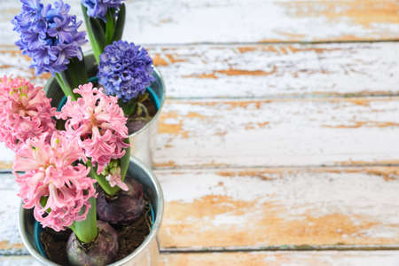 blooming blue and pink hyacinth bulbs in a pretty metal pot.の写真素材