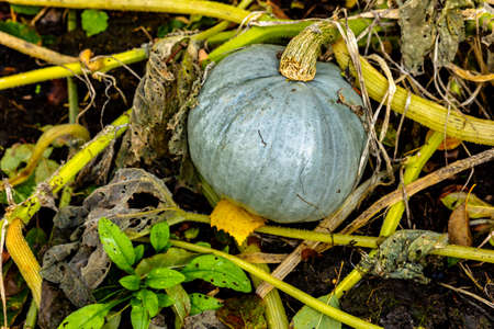 Hungarian blue squash or blue pumpkin in an organic vegetable garden in autumnの写真素材