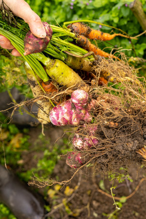the market gardener harvests organic carrots of different colors by hand.の写真素材
