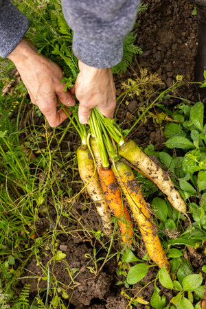the market gardener harvests organic carrots of different colors by hand.の写真素材