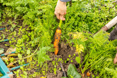 the market gardener harvests organic carrots of different colors by hand.の写真素材