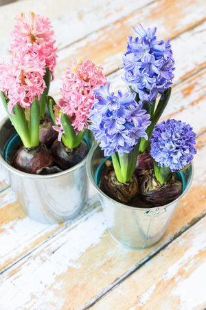 blooming blue and pink hyacinth bulbs in a pretty metal pot.の写真素材