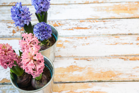 blooming blue and pink hyacinth bulbs in a pretty metal pot.の写真素材