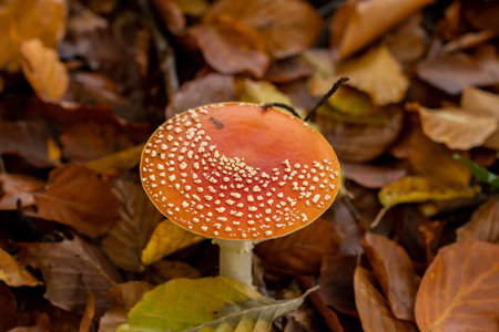 Amanita muscaria mushrooms in autumn forest in autumn time. Fly agaric, wild poisonous red mushroom...