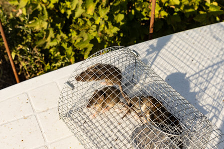 young rats living trapped in an iron cageの写真素材