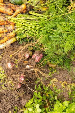 Bunch of carrots of different colors harvested from an organic vegetable gardenの写真素材