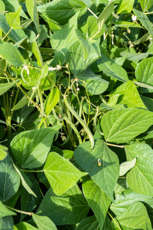 growing green beans in a permaculture garden in summerの写真素材