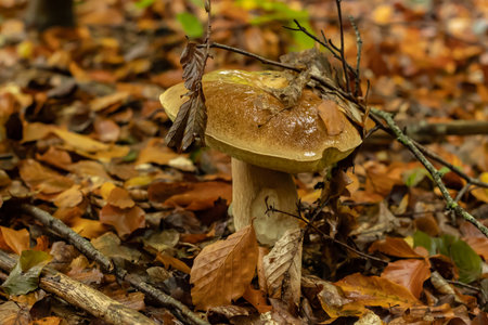 Young boletus after rain in autumn in the forestの写真素材