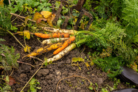 Bunch of carrots of different colors harvested from an organic vegetable gardenの写真素材