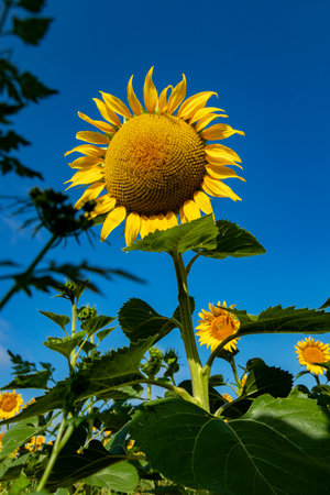 Close-up of a beautiful sunflower flower in summer under the sunの写真素材