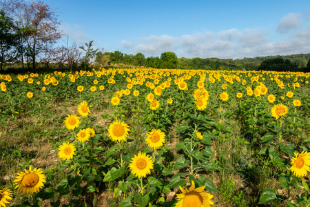 Sunflower fields in summer in the countryside and under a beautiful blue skyの写真素材