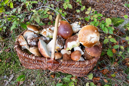wicker basket filled with porcini mushrooms picked in the forest in autumnの写真素材