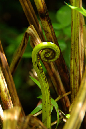 Fern in the Reunion Islandの写真素材