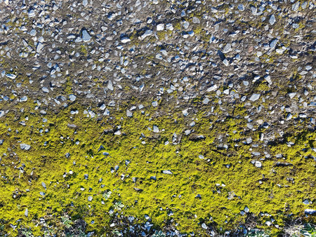 Green Moss on Grey Gravel Textureの写真素材