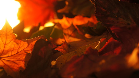 Abstract Closeup of Various Autumn Fall Leaves in Evening Light Backgroundの写真素材