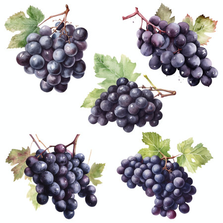 Watercolour black grapes on white background, AI generated art.の素材