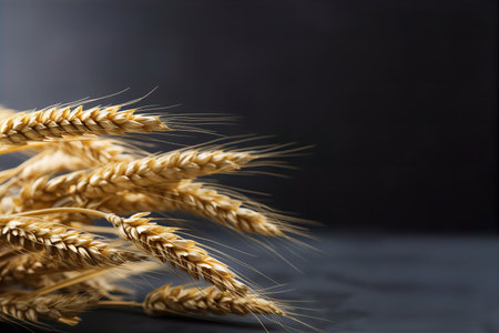 Abstract Macro Closeup Wheat Grain Stems black Background Farm Seedsの素材