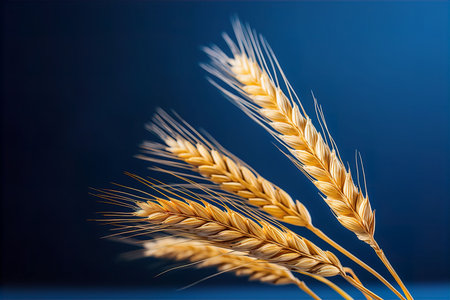 Ears of wheat on a blue background. Close-up.の素材