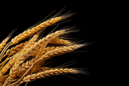 Ears of wheat isolated on black background with copy space for textの素材