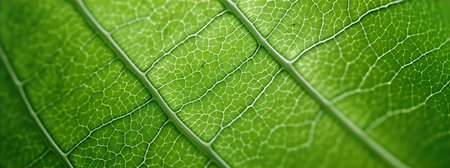 Close up of green leaf texture. Abstract background. Nature concept.の素材