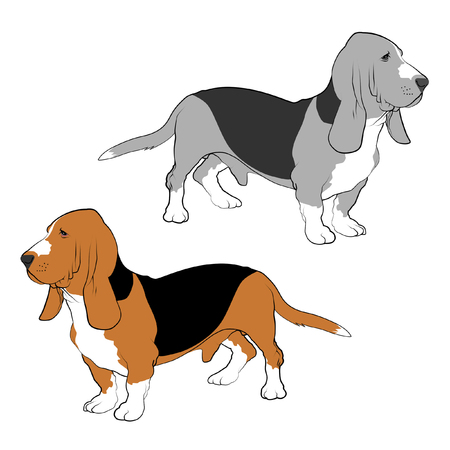 Basset Hound line drawings.の写真素材