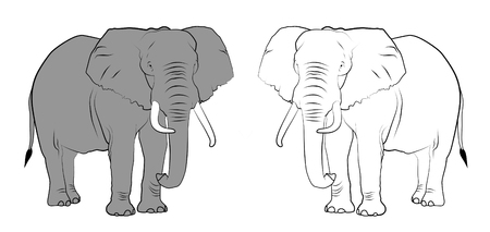 Line drawing of elephants - Colored and Black & White.の写真素材