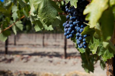 A Group of Wine Grapes At A Vinyardの写真素材