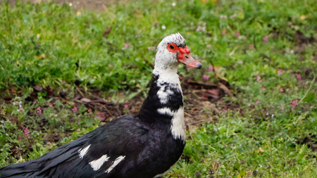 Ugly duckの写真素材