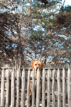Dog sitting on the fence in the park. Selective focus.の写真素材
