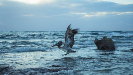 Pelican Beach Landingの写真素材