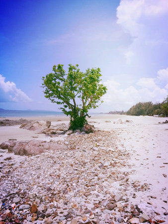 Tree on the beachの素材