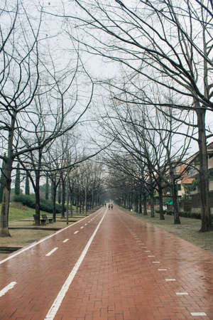 Avenue with bike lane on a rainy day with treesの写真素材