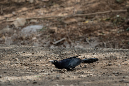 Black bird standing near water, wildlife outdoorの写真素材