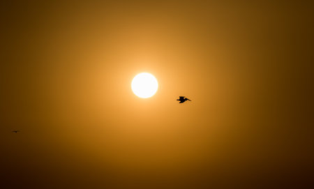 Silhouette birds flying on meadow autumn sunrise landscape backgroundの写真素材