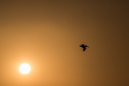 Silhouette birds flying on meadow autumn sunrise landscape backgroundの写真素材