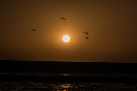 Silhouette birds flying on meadow autumn sunrise landscape backgroundの写真素材