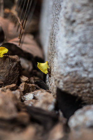 Detail of Flying Insect on Green Leafの写真素材