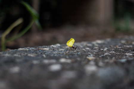Detail of Insect on Ground, Antの写真素材
