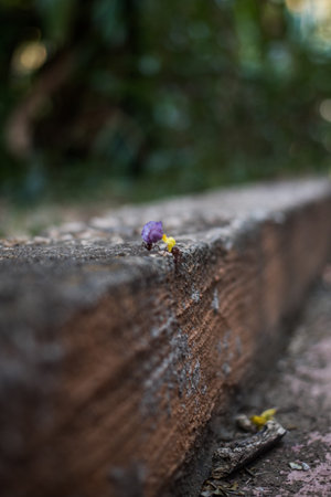 Detail of Flying Insect on Green Leaf