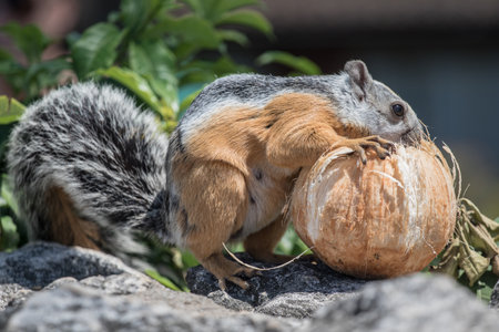 Fluffy squirrel with fluffy tail stands on its hind legs on the ground covered with colorful leaves, against magical autumn background. European squirrel with fluffy ears and black eyes.の写真素材