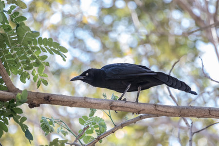 Black bird perched on a branch, wildlife outdoorの写真素材