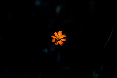 Natural abstraction background banner flower colors. outdoor flora