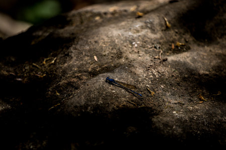 Detail of Flying Insectの写真素材